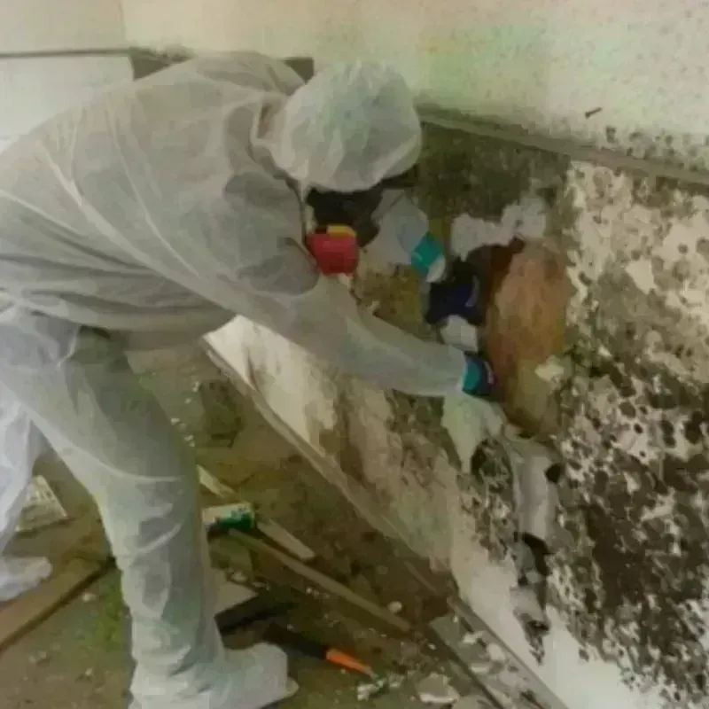 Mold Remediation and Removal in Watertown, MA